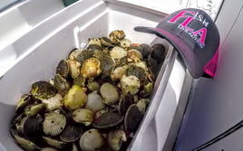 Crystal Coast Scalloping Adventure