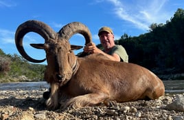 Hill Country Aoudad Ram Hunt