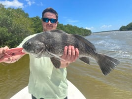 Black Drum Fishing in Homestead, Florida