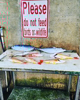 Offshore Big Game Trip