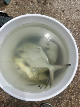 Pompano Surf Fishing Special