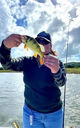 Peacock Bass Fishing in Vega Baja, Puerto Rico