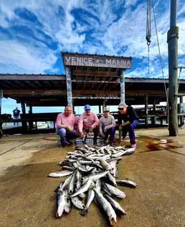 Venice Inshore Action
