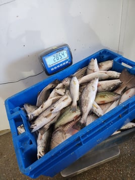 Venice Inshore Action