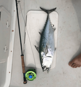 10-Hour Bonito / Albacore Special