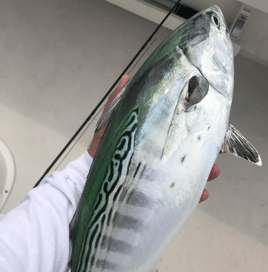 10-Hour Bonito / Albacore Special