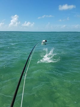Islamorada Tarpon on the Fly
