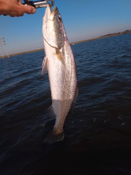 Texas City Wade Trip