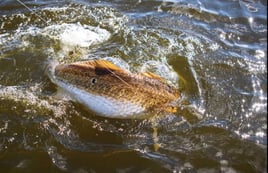 Laguna Madre Inshore Run