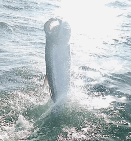 Boca Trophy Tarpon - 95% Success