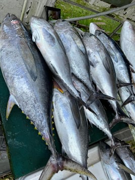 Steelhead & Trout on The Fly
