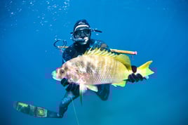 Spearfishing Baja California