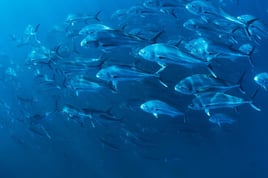 Blue Water Spearfishing Trip