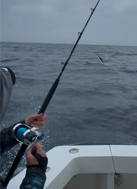 Riviera Beach Luxury Half Day