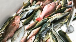 Key West Offshore Experience