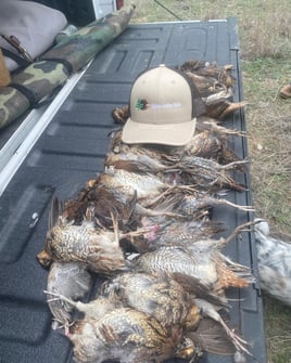 Austin, TX Quail Hunting
