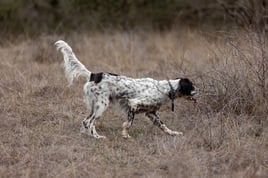 Austin, TX Quail Hunting