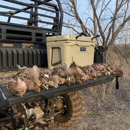 Austin, TX Quail Hunting