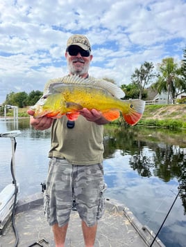 Palm Beach Exotics and Invasives