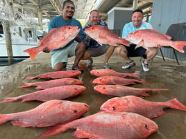 Luxury Snapper Fishing