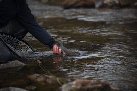 San Juan River - Wade Trip