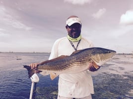 Poisson Redfish on the Fly