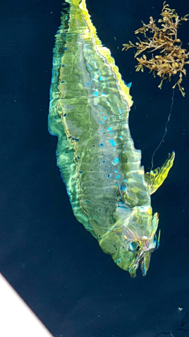 Troll & Triumph: Destin Fishing