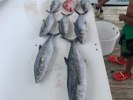 Ocean Cat 4hr Afternoon Trolling