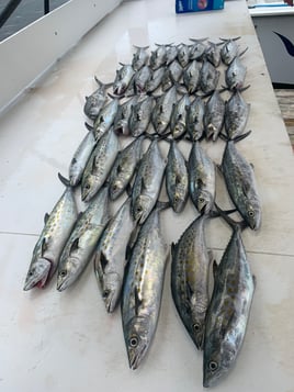 Ocean Cat 4hr Afternoon Trolling