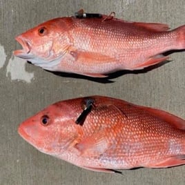 Reelin' in Red Snapper