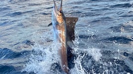 Pompano Beach Fishing Frenzy