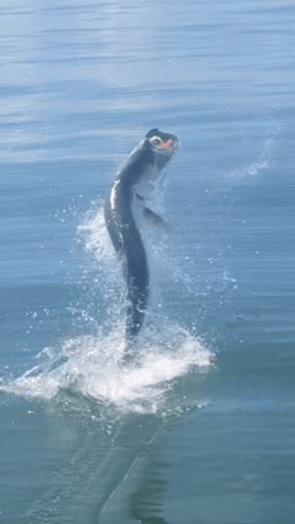 Tarpon Fishing