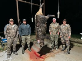 Eradication Hog Hunt