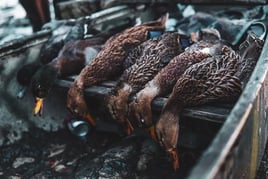Mallard Hunting in Tampa, Florida