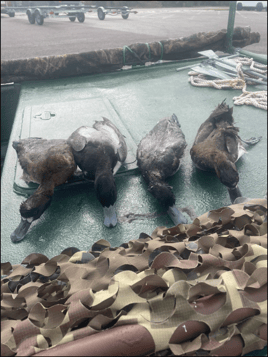 Duck Hunting Tampa Bay