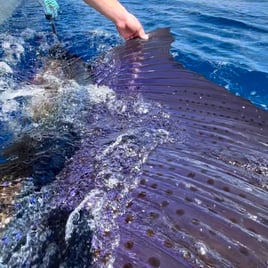 3/4 day sport fishing Quepos CR.