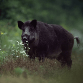Takin' Down Texas Hogs