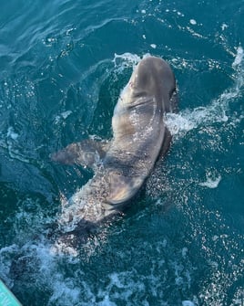 Shark Fishing Charter