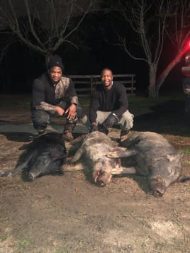 Night Vision Hog Hunts
