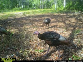 Takin' Down Turkeys in FL!