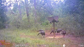 Takin' Down Turkeys in FL!