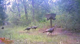 Takin' Down Turkeys in FL!