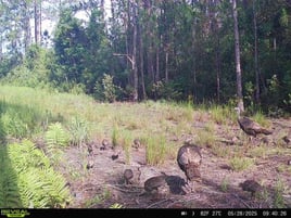 Takin' Down Turkeys in FL!