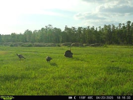 Takin' Down Turkeys in FL!