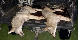 Thermal Coyote Thriller!