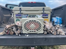 Central Texas Dove Hunt (weekend)