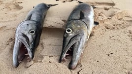 TULUM FISHING PREMIUM ADVENTURE