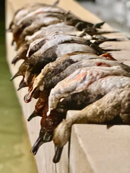 Laguna Madre South Padre Duck Hunt