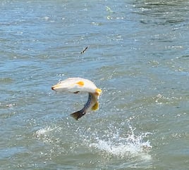 Yellowstone River Float Trips