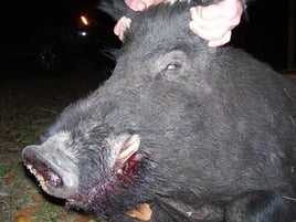 Meat Hog Hunts